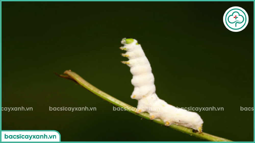 thuốc trừ sâu sinh học có độc không